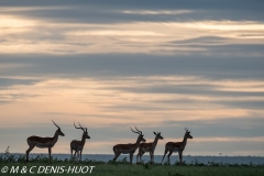 Impala