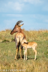 damalisque / topi