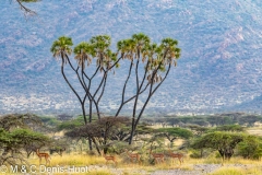 Gerenuk