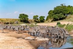 zèbre de Grant / Grant's zebra