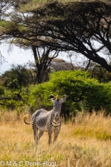 zèbre de Grévy / Grevy's zebra