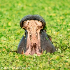 hippopotame