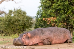 hippopotame