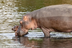 hippopotame