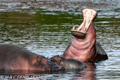 hippopotame