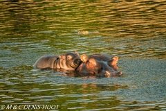 hippopotame