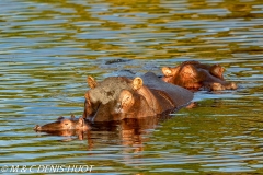 hippopotame