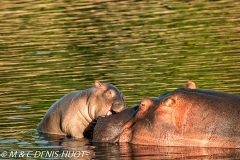 hippopotame