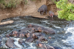 hippopotame