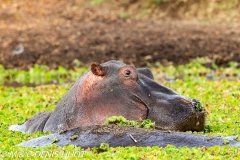 hippopotame