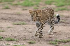 leopard, cub