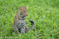 leopard, cub