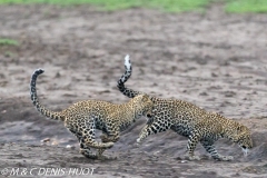 leopard, cub