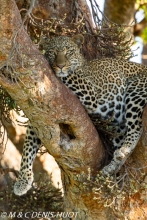 leopard