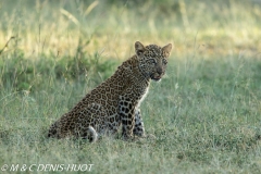 leopard, cub