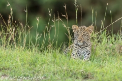 leopard, cub