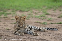 leopard, cub