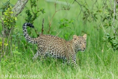 leopard, cub