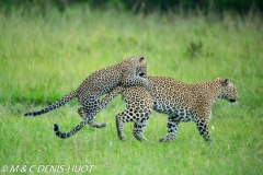 leopard, cub