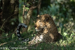 leopard