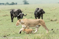 lion et buffle / lion and buffalo