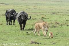 lion et buffle / lion and buffalo