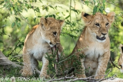 lion cubs