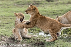 lion cubs