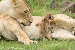 lionne étrange / strange lioness