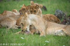 lionne étrange / strange lioness