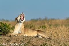 lion
