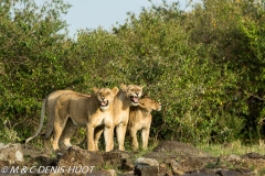lion