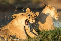 lion