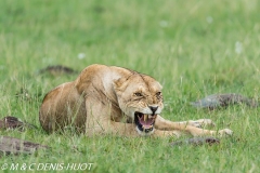 lionne étrange / strange lioness