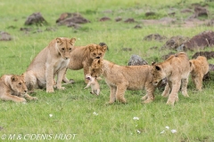 lionne étrange / strange lioness