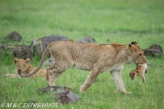 lionne étrange / strange lioness