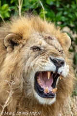 lion