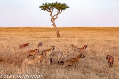 hyène et lion / hyena and lion