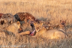 lion et hyène / lion and hyena