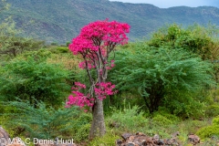 Adenium obseum