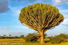 euphorbe au Kenya / euphorb tree in Kenya