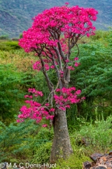 Adenium obseum