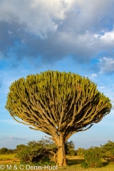 euphorbe au Kenya / euphorb tree in Kenya