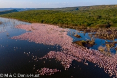 Lac Bogoria / lake Bogoria