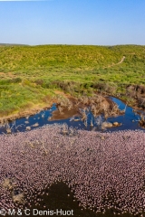 Lac Bogoria / lake Bogoria