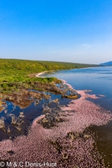 lesser flamingos