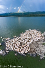 pelican blanc / great white pelican