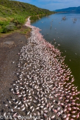 Lac Bogoria / lake Bogoria