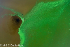 Lac Bogoria / lake Bogoria