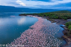 Lac Bogoria / lake Bogoria